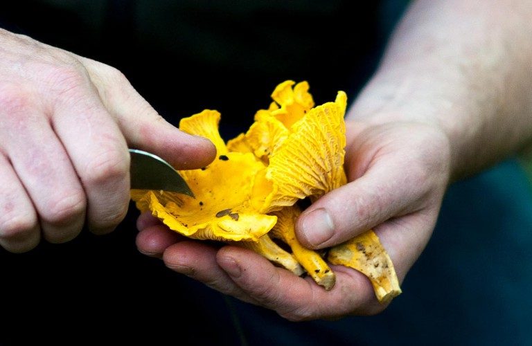Foraging 