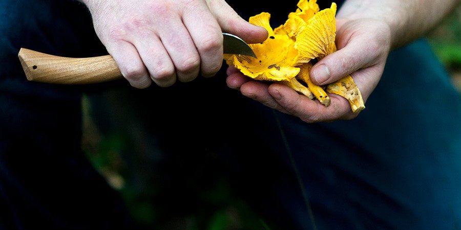 Foraging