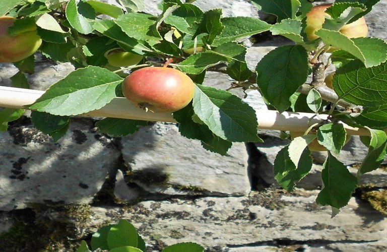 Kitchen Garden 